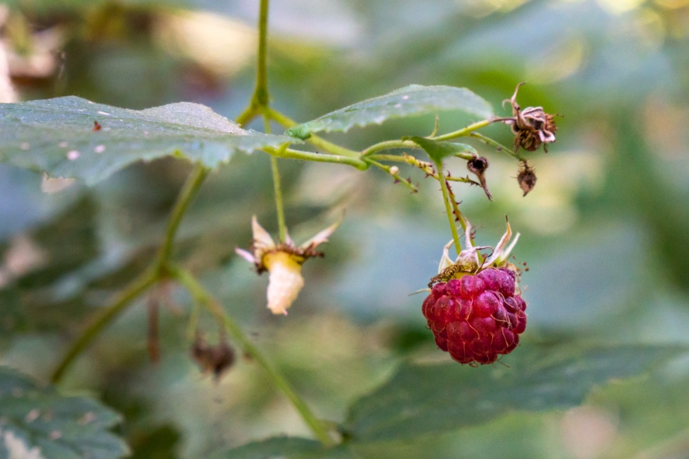 Himbeere - Nahaufnahme