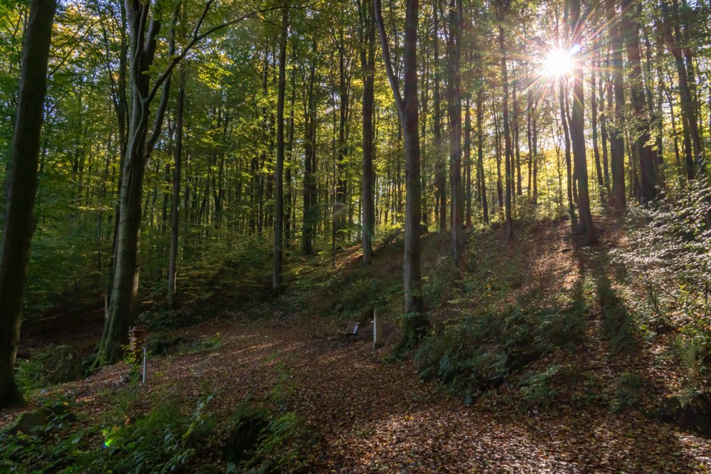 Bäume und Sonnenstrahlen