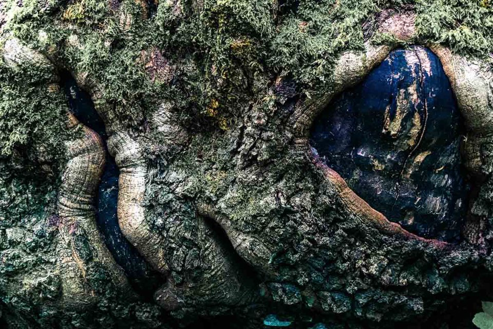 Nahaufnahme Baum - Abstrakte Fotos