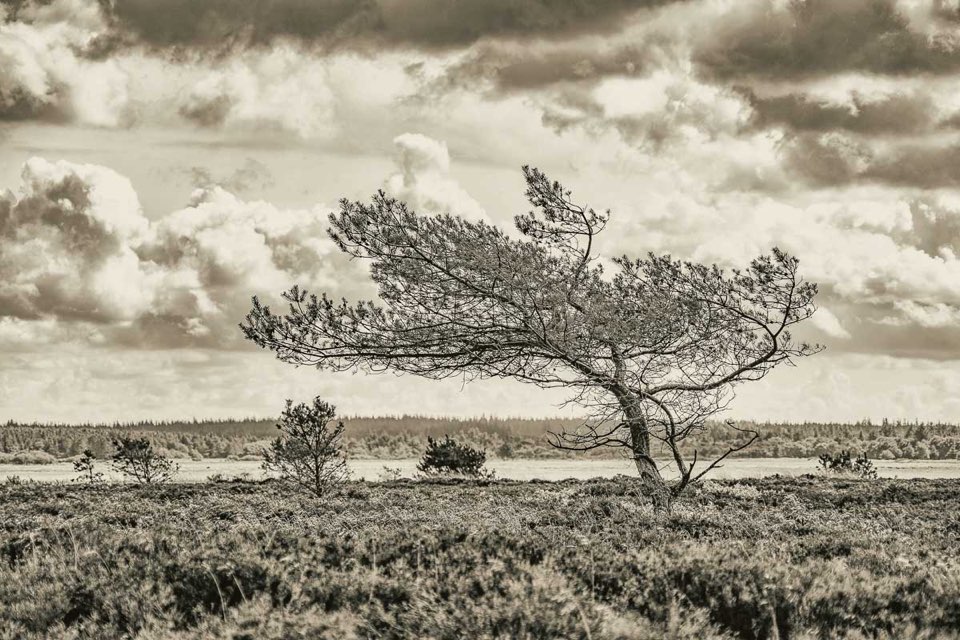 Vintage Look, Bäume