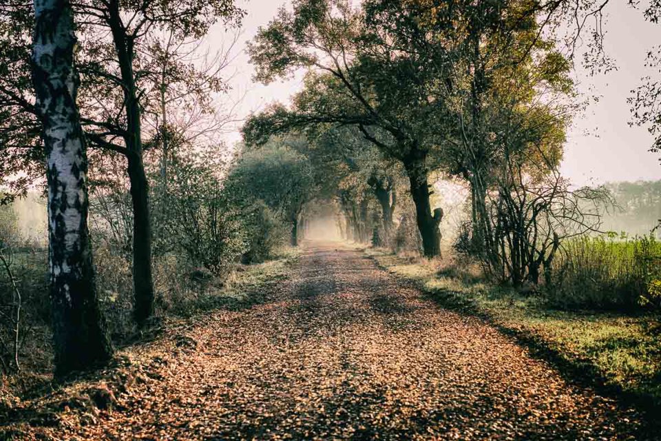 Weg zum Bissendorfer Moor