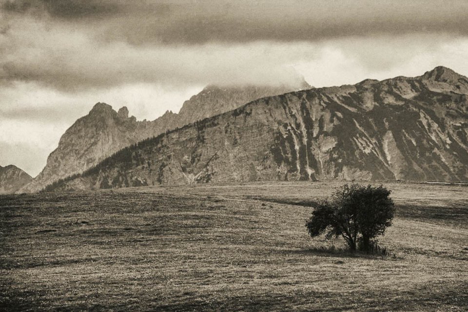 Vintage Look, Bäume