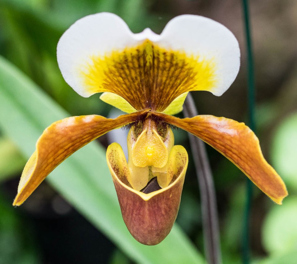 Blumen, Kakteen und andere Plfanzen