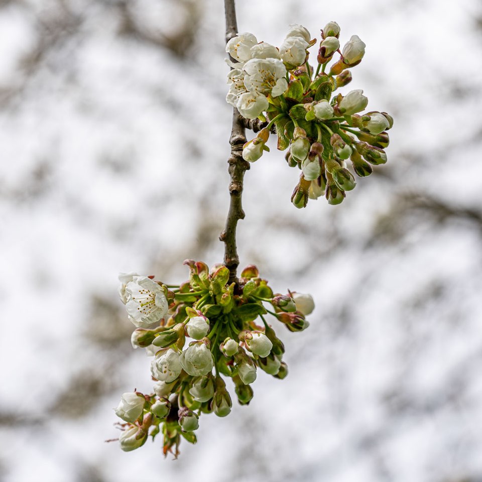 Blumen, Kakteen und andere Plfanzen