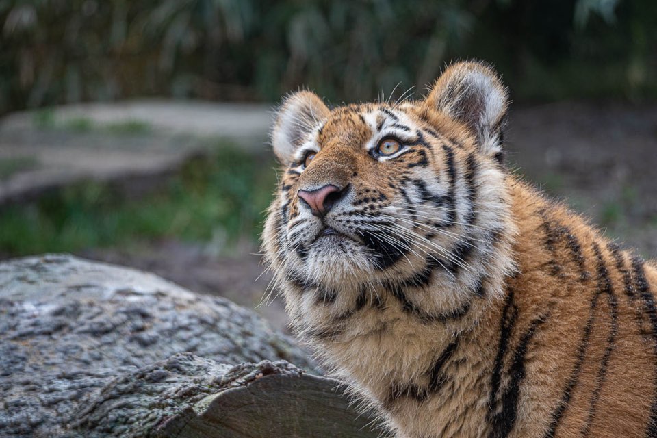 Tiger im Zoo Hannover