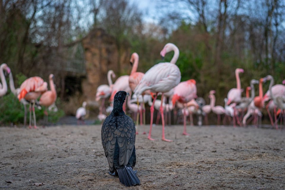 Der Aussenseiter, Kormoran, Flamingos