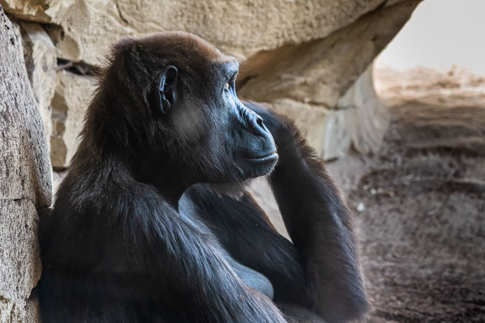 Gorilla, Zoo Hannover