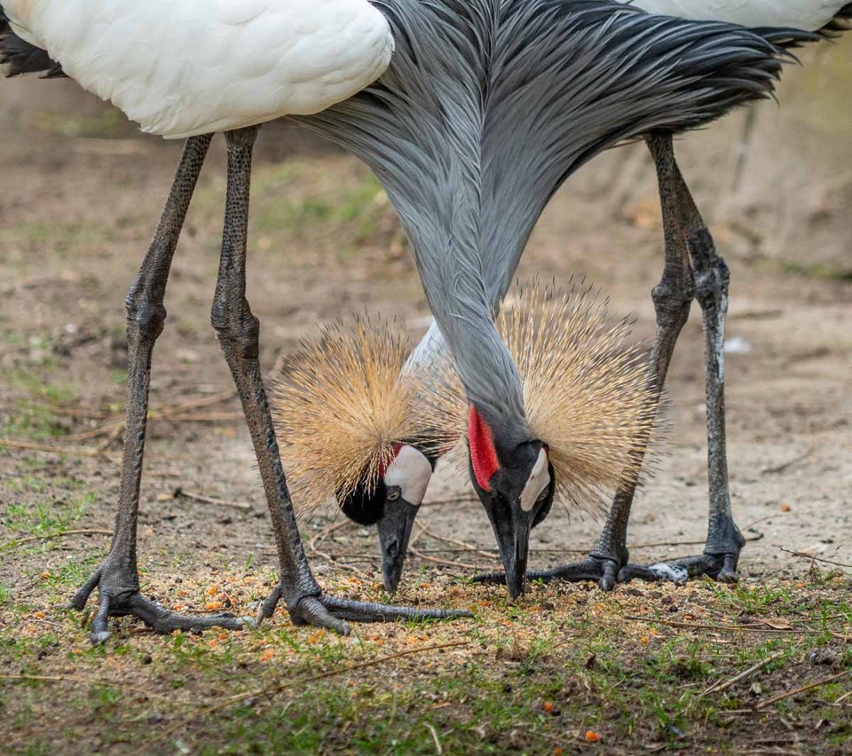 Kronenkranich, Zoo Hannover