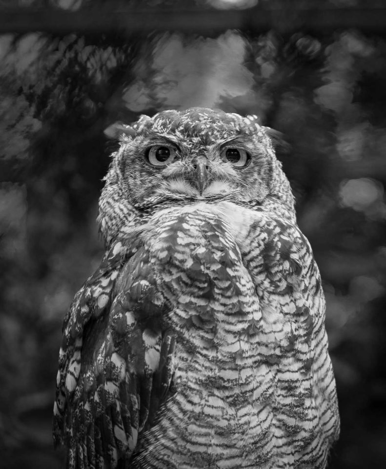 Eule, Tierpark Timmendorfer Strand
