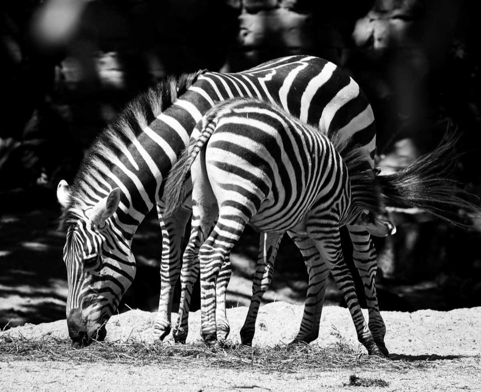 Zebra im Zoo Hannover