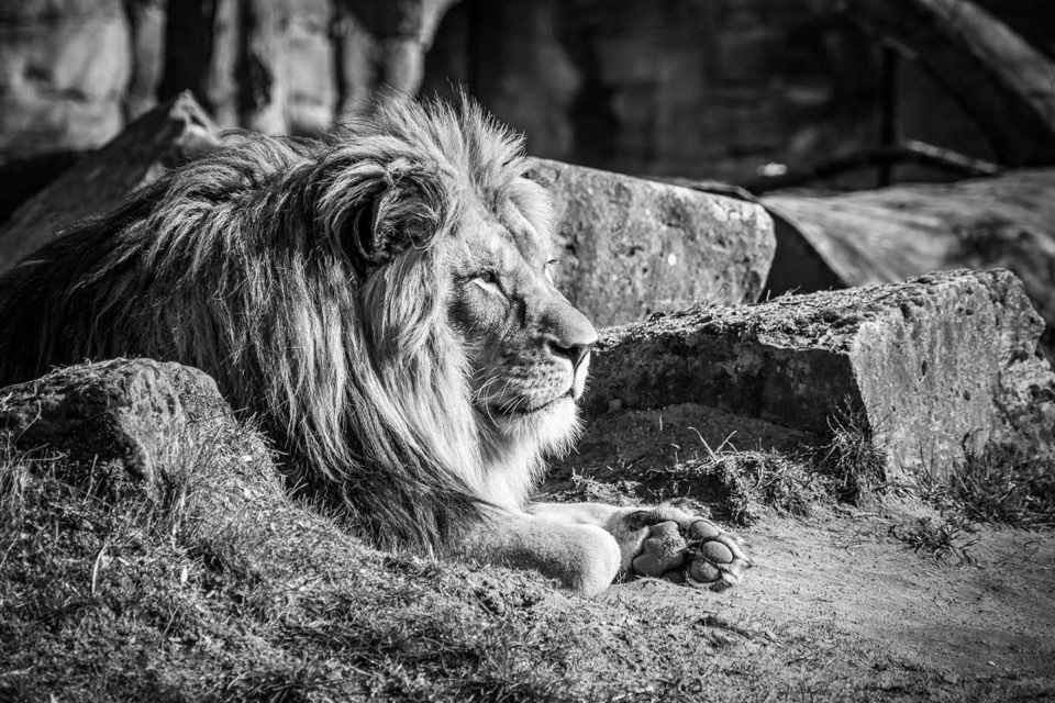 Löwe, Zoo Hannover