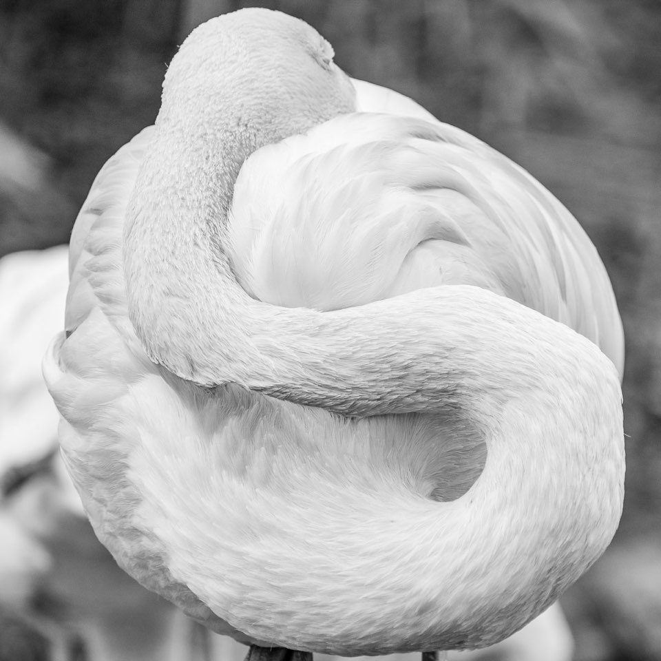 Flamingo, Zoo Hannover