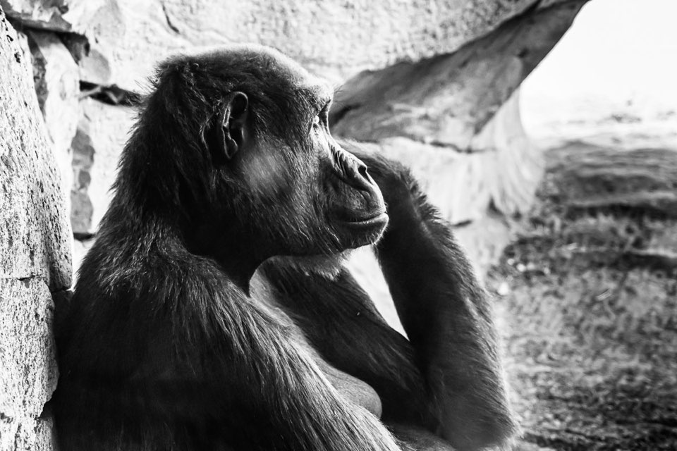 Gorilla, Zoo Hannover